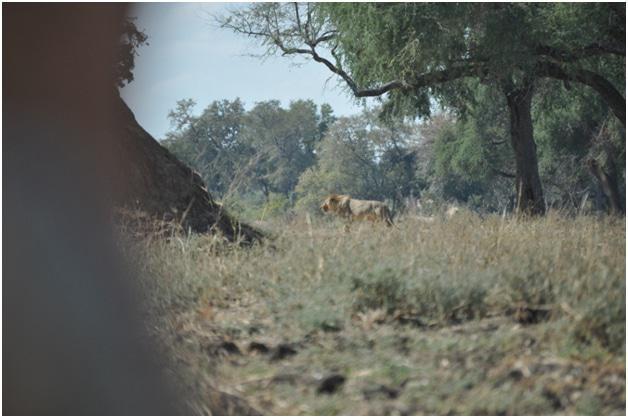 Mana Pools, Zimbabwe, Lion